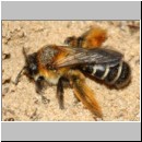 Dasypoda hirtipes - Hosenbiene w54a beim Nestbau - Sandgrube Niedringhaussee.jpg